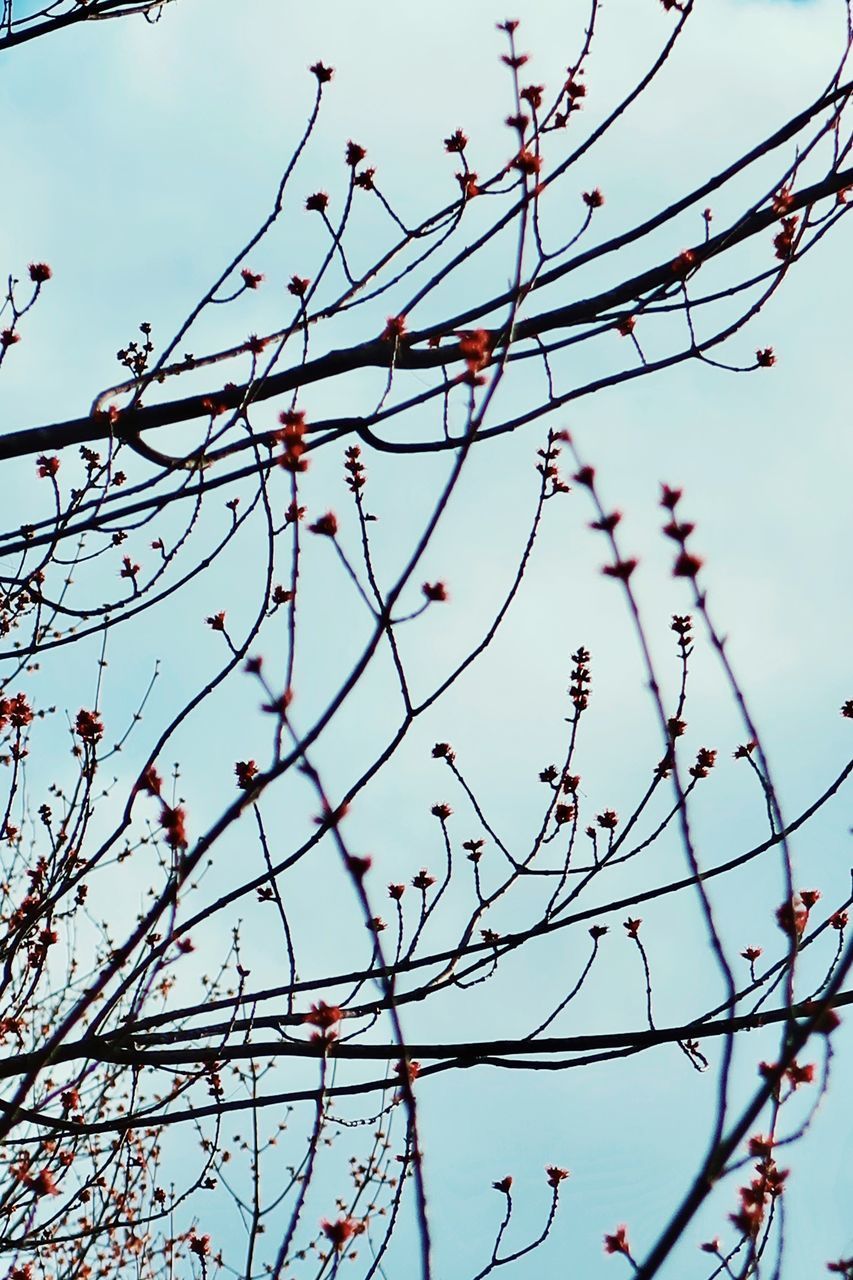 LOW ANGLE VIEW OF FLOWERING PLANT AGAINST SKY