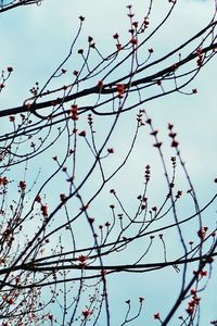 Low angle view of flowering plant against clear sky