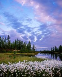 Purple flowering plants by lake against sky