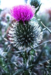 Close-up of purple thistle flower