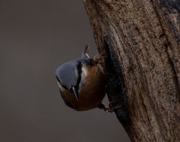 Close-up of bird perching on tree trunk