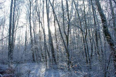 Bare trees in forest during winter