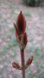 Close-up of flower