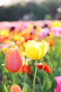 Close-up of red tulips blooming outdoors