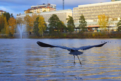 Bird in water