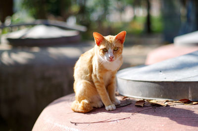 Portrait of cat sitting on storage tank