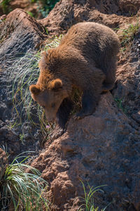 Close-up of bear on rock