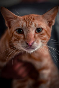 Close-up portrait of a cat