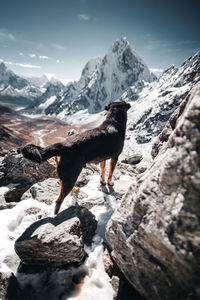 Dog on cho la pass nepal 2019