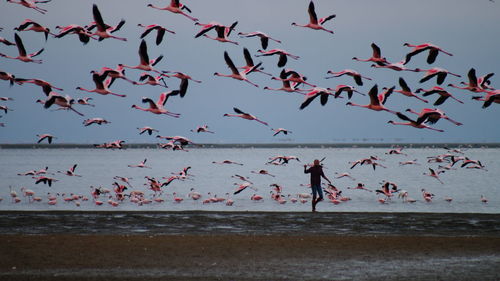 Flamingoes flying at beach against sky during sunset
