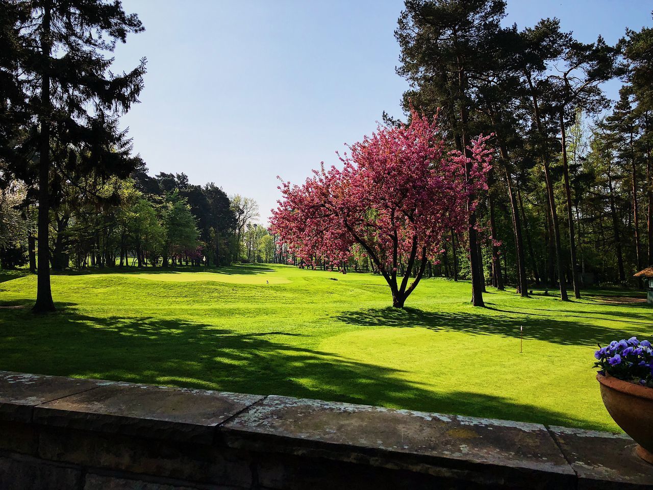 TREES IN PARK