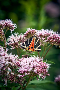 Close-up of butterfly pollinating on pink flower