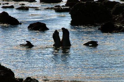Silhouette people on calm sea