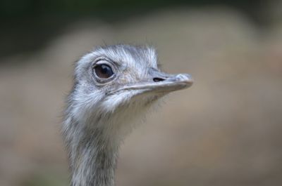 Close-up of a bird looking away