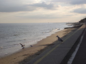 Seagulls at beach against cloudy sky