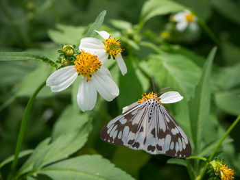 Close-up of butterfly pollinating on flower