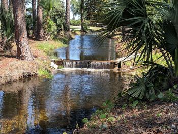 Palm trees by plants in forest