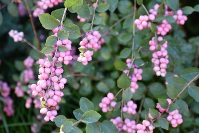 Close-up of plants