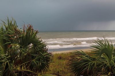 Palm trees on beach