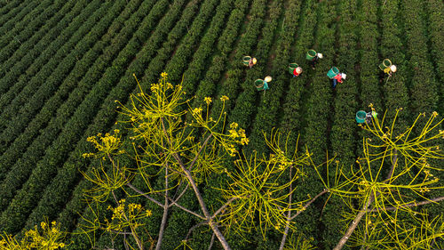 High angle view of trees