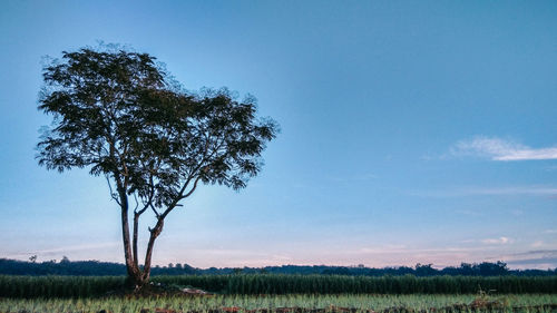 Tree on field against sky during sunset