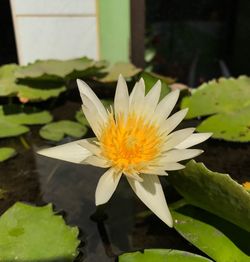 Close-up of lotus water lily