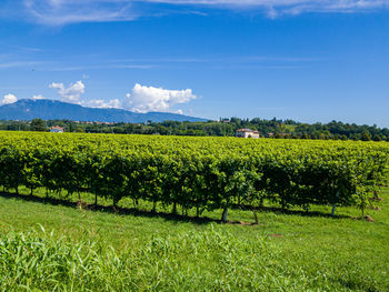 Scenic view of agricultural field against sky