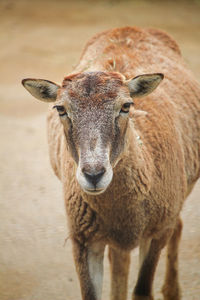 Close-up portrait of lion