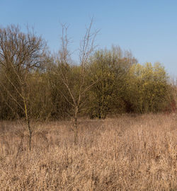 Plants growing on land against sky
