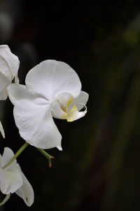 Close-up of white flower