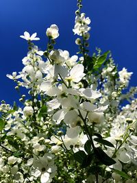 Low angle view of white flowering tree