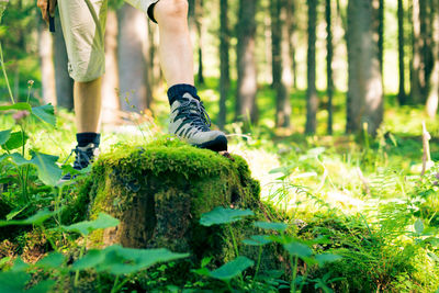 Low section of man in forest