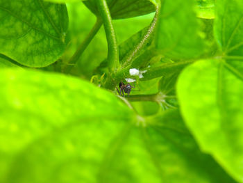 Close-up of insect on leaf