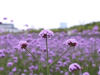 Close-up of purple flowers blooming on field