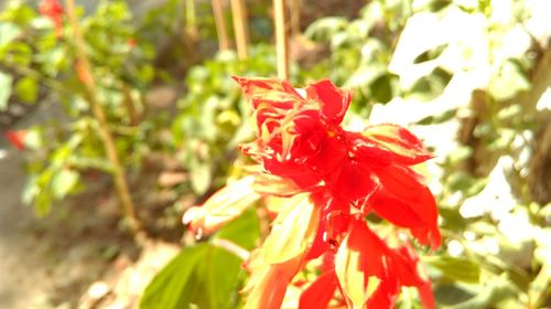 Close-up of red flower blooming outdoors