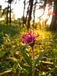 Close-up of flower growing on tree
