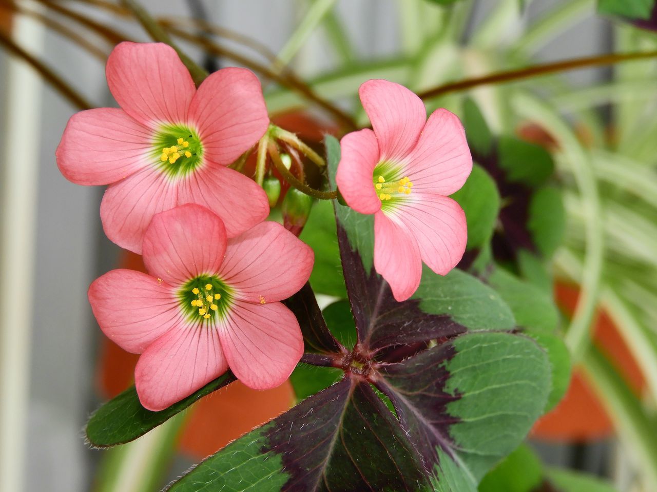 CLOSE-UP OF PINK FLOWER