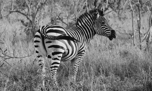 Zebra in grass