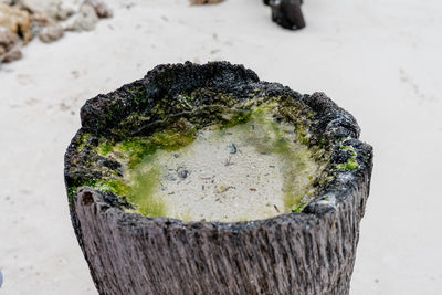 Close-up of snow covered tree stump