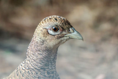 Close-up of a bird