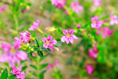 Close-up of pink flowering plants