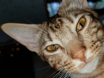 Close-up portrait of cat