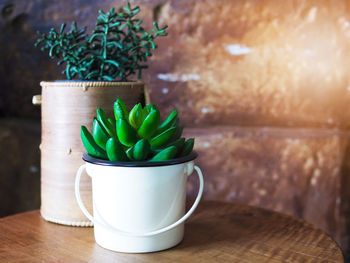 Close-up of potted plant on table