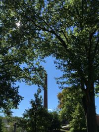 Low angle view of trees against sky