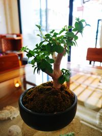 Close-up of small potted plant on table