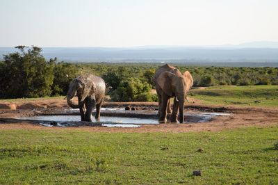 African elephants in pond at addo elephant national park