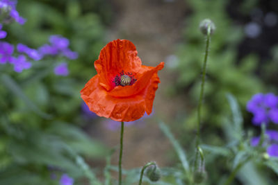 Close-up of orange poppy flower