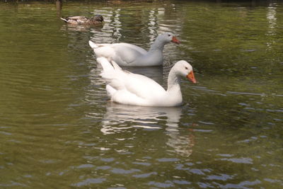 White swan in water