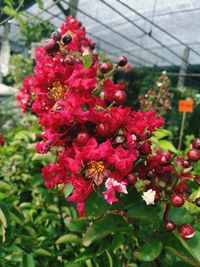 Close-up of red flowers blooming outdoors