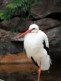 Close-up of white bird